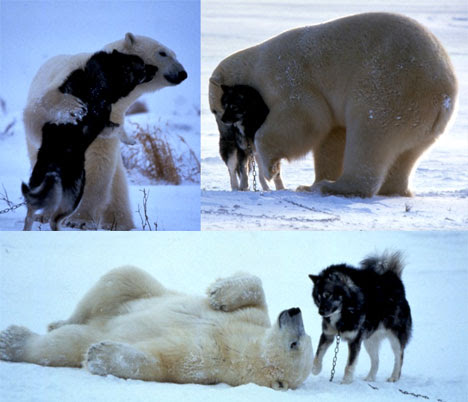 http://syahreeeeena.files.wordpress.com/2009/02/playful-polar-bear-001.jpg