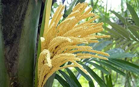 Indoor Garden Coconut Flower