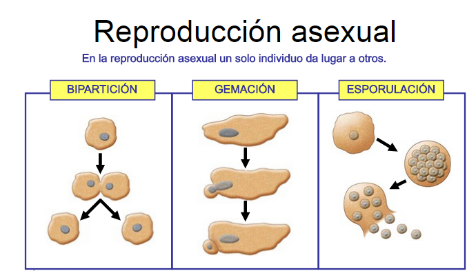 En que consiste la reproduccion asexual