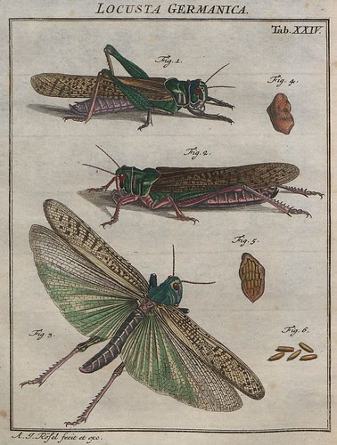 Locusta germanica V.2 b