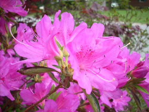Rhodo 7