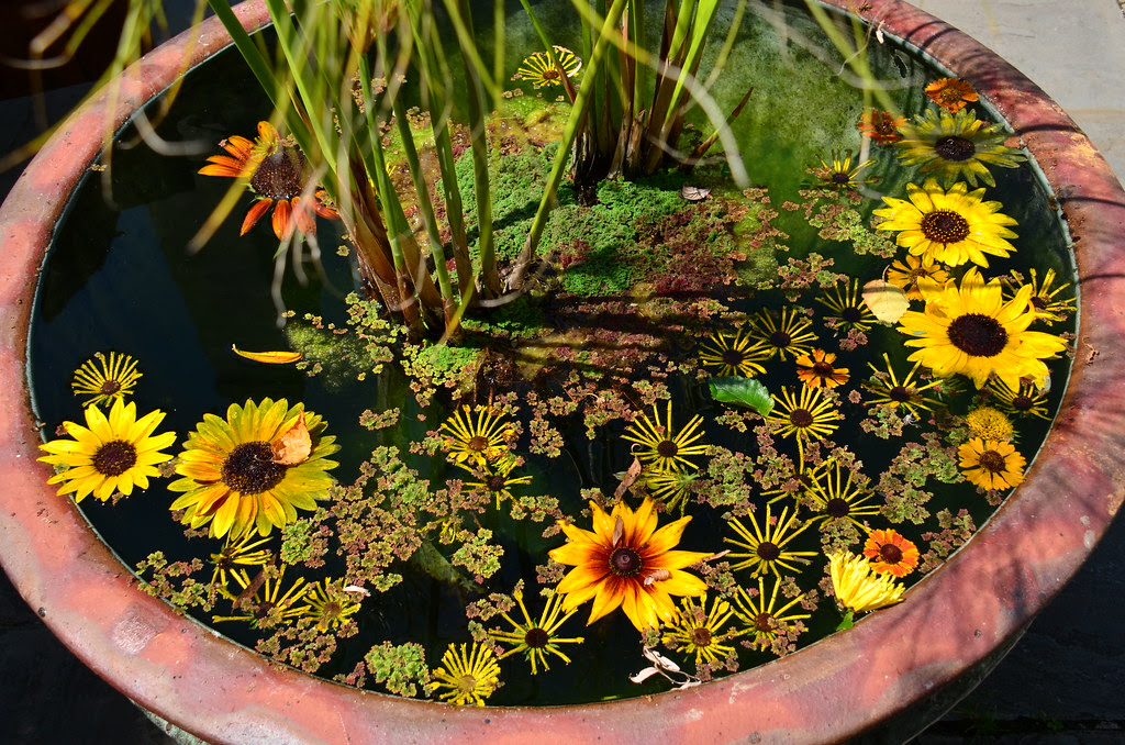 A floating wonderland at Chanticleer in Wayne, PA. Photo by Simon A floating wonderland at Chanticleer in Wayne, PA. Photo by Simon