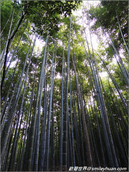 嵐山~竹林步道