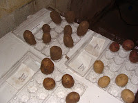 Potatoes ready for chitting