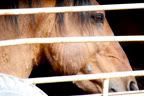 Wild horses horse slaughter,BLM round-up