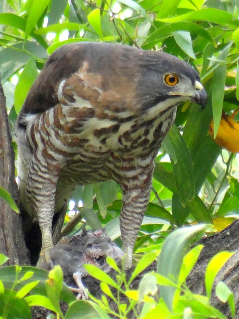 鳳頭蒼鷹/無限台南