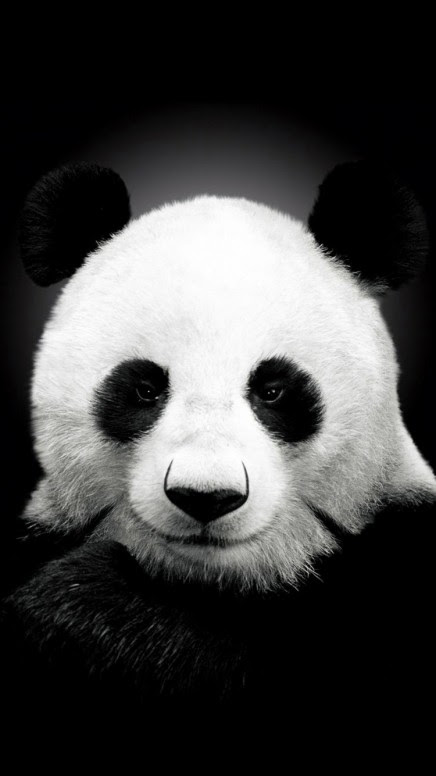 Keren 30 Gambar Wallpaper  Panda  Hitam  Richi Wallpaper 