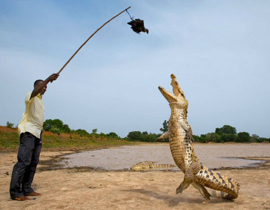 Crocodile Jumping On Land - Crocodile