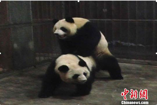 動物画像無料 綺麗なパンダ 交尾 動画