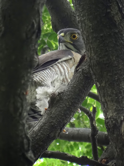 鳳頭蒼鷹/無限台南