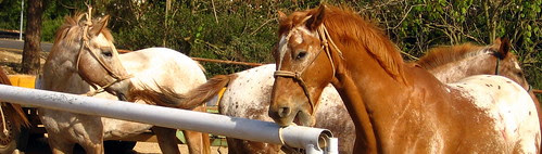 Hungry Horse