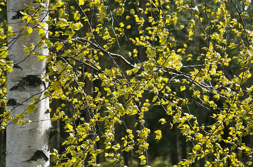 Birch