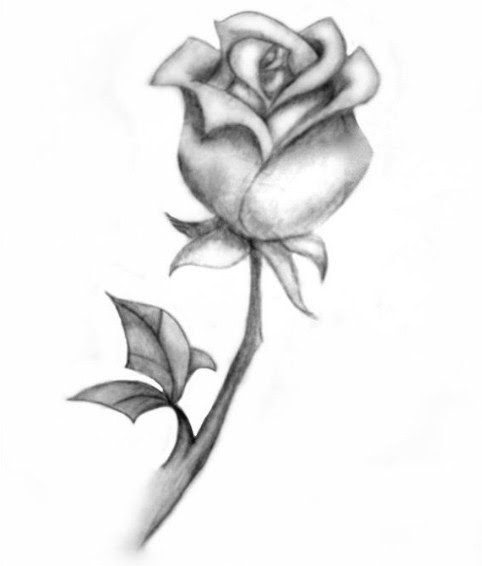 Gambar Bunga  Mawar Gelap  Terang  Gambar Bunga 