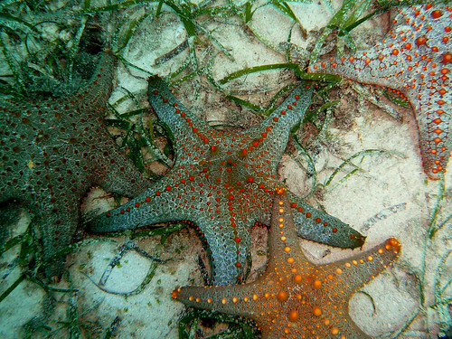 Starfish 3
