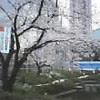 more sakura