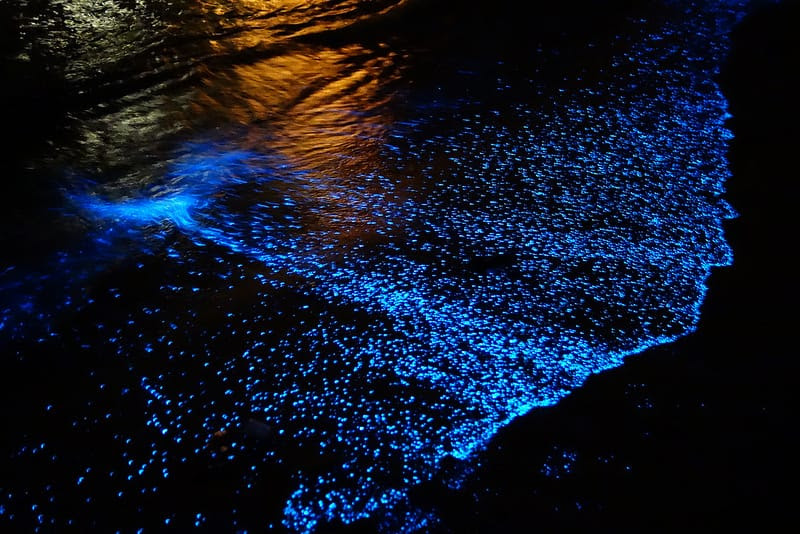 A Maldives Beach Awash in Bioluminescent Phytoplankton Looks Like an Ocean of Stars A Maldives Beach Awash in Bioluminescent Phytoplankton Looks Like an Ocean of Stars nature Maldives light beach