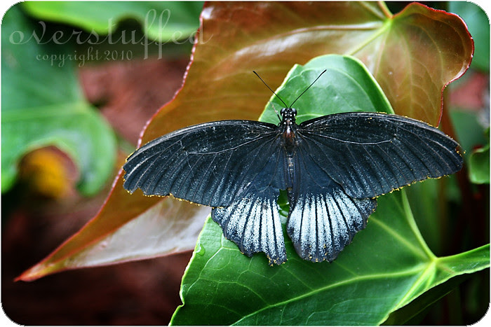 Pollen covered butterfly