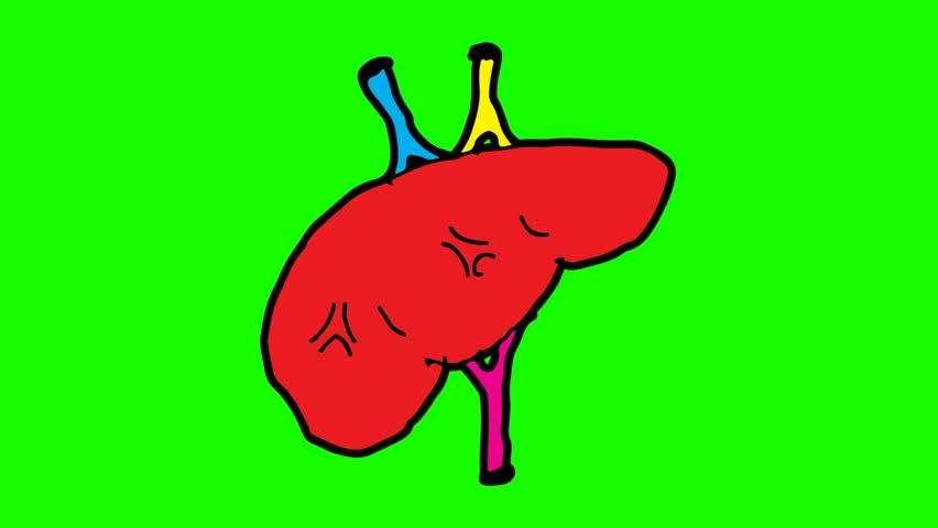 Liver Diagram To Draw