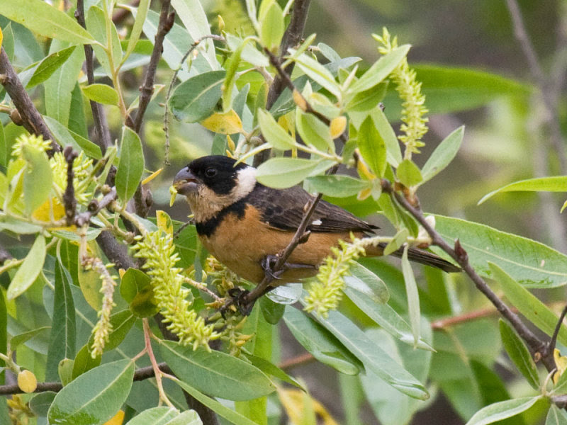 White-collared (Cinnamon-rumped) Seedeater