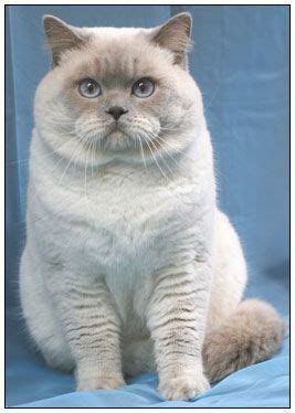 British Shorthair Cattery Indonesia British Shorthair