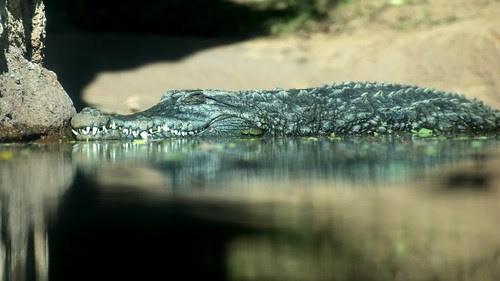 croc-o-gator