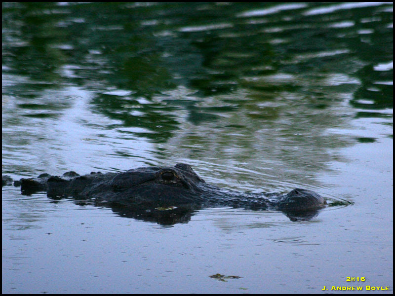 American Alligator American Alligator