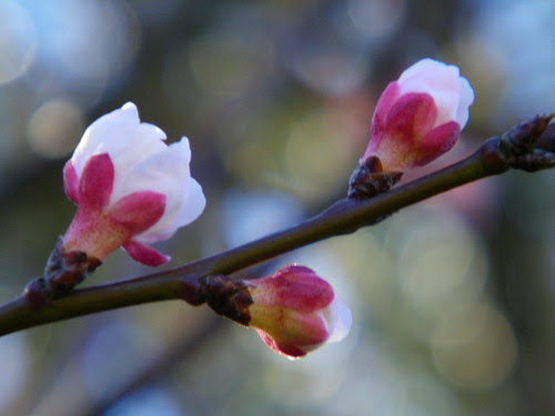Apricot Blossoms