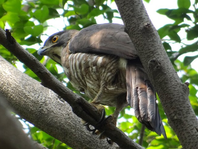 鳳頭蒼鷹/無限台南