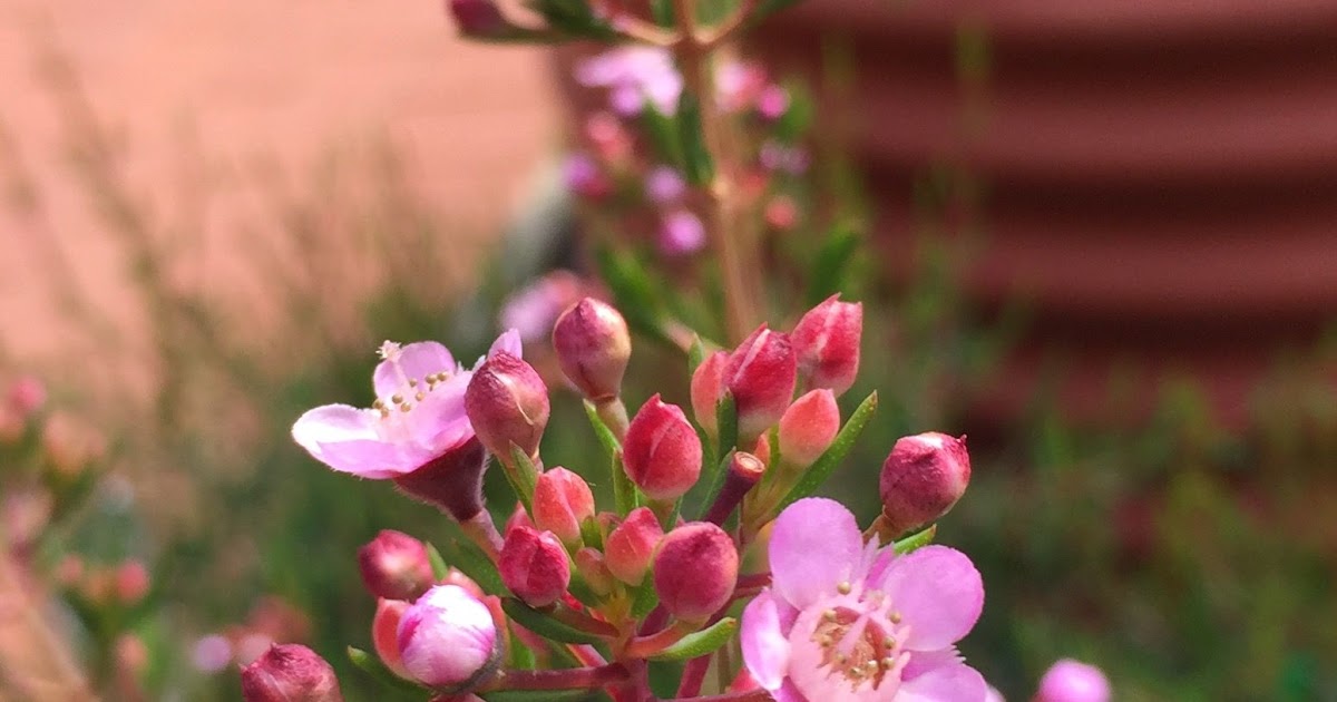 Chamelaucium Flower Nature Flower