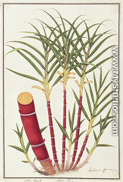 Sugarcane Drawing : Coloring page, drawing, picture, school, education