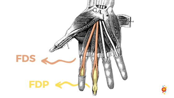 Tendon Diagram Hand : Finger Extensor Tendon Injury Rehab My Patient