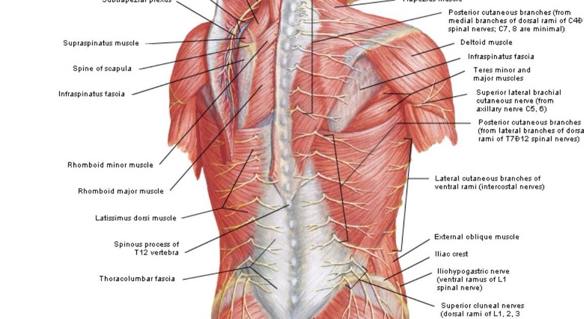 Anatomical Name Of Lower Back Muscles - Surface Anatomy of the Lower