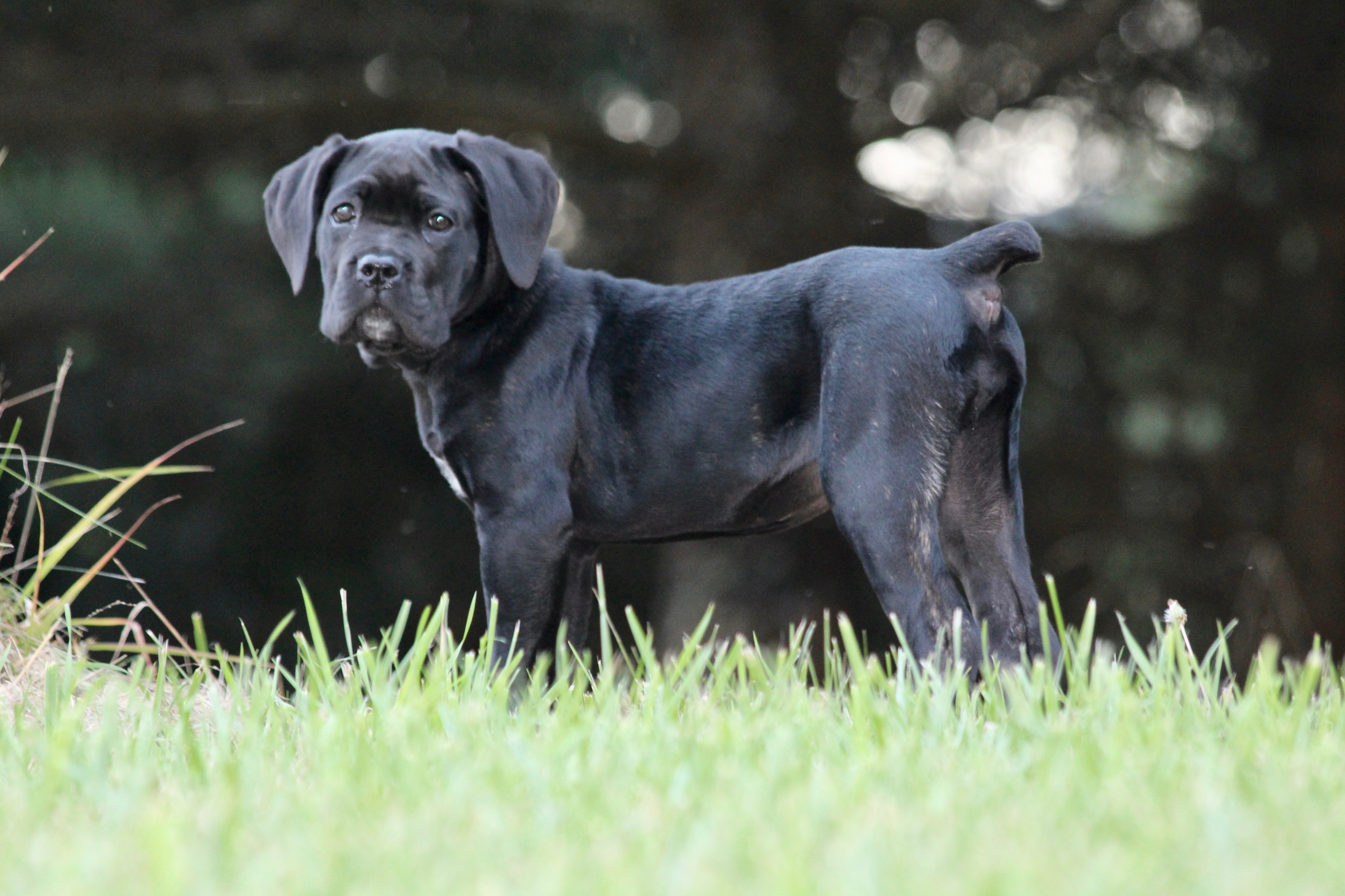 45+ Black Cane Corso Puppies For Sale In Texas l2sanpiero