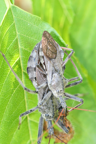 Reduviid Dating: Dinner and Drinks