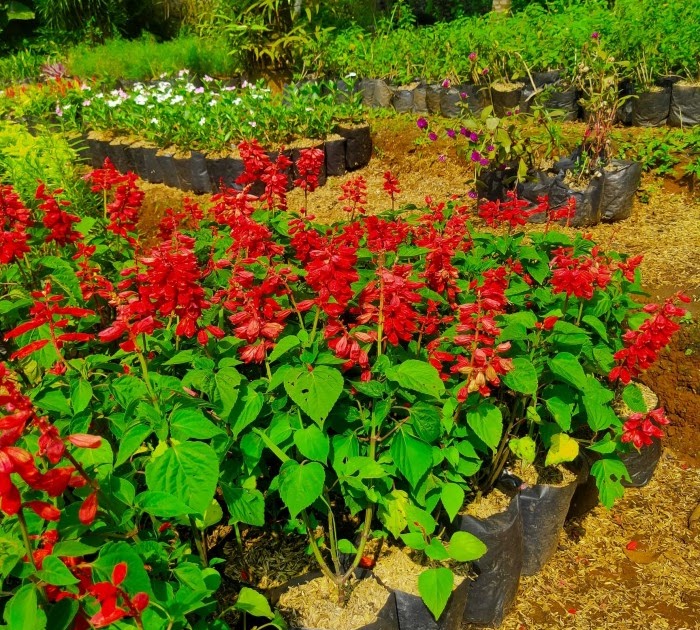 Foto Bunga Janda Bolong Warna Merah Bungaku