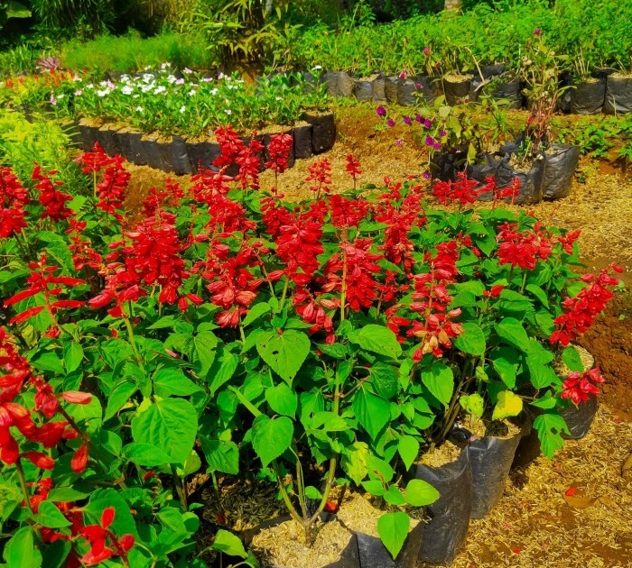 Foto Bunga Janda  Bolong Warna  Merah Bungaku