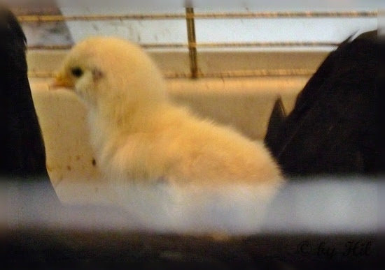 Die Pusztamonster Kükenalarm