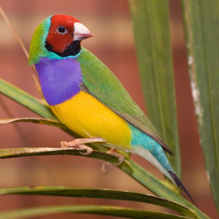 The most rare and beautiful birds in the world