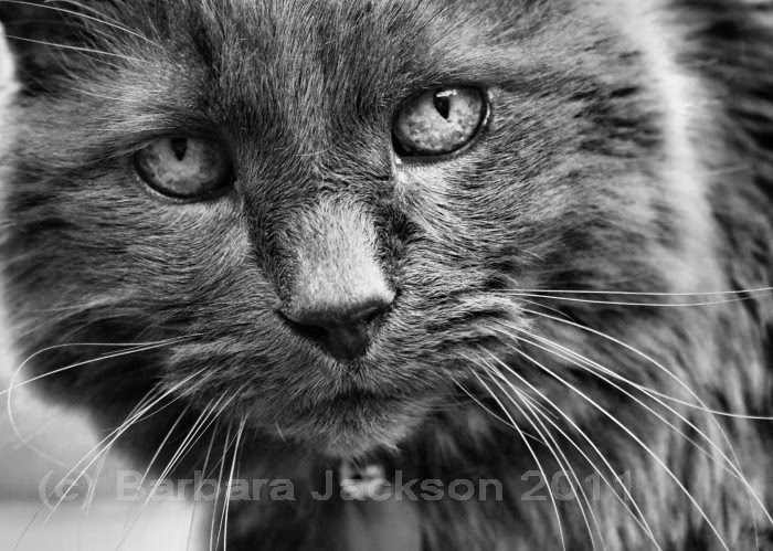 Posky...