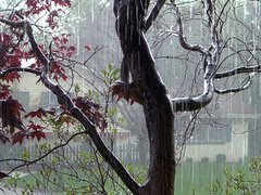 Rain (2006 Version)