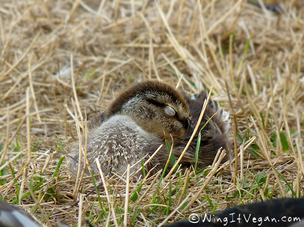 Sleeping baby duck