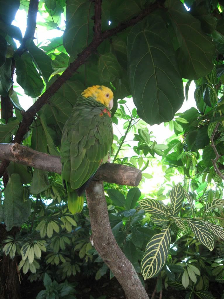 Parrot