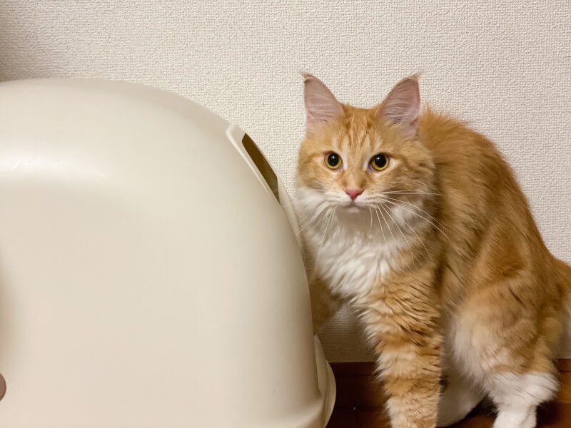 猫 トイレ 掃除 やり方 274149猫 トイレ 掃除 やり方