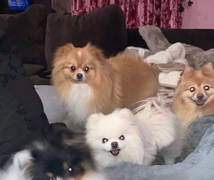 Jeffree Star Dogs Names