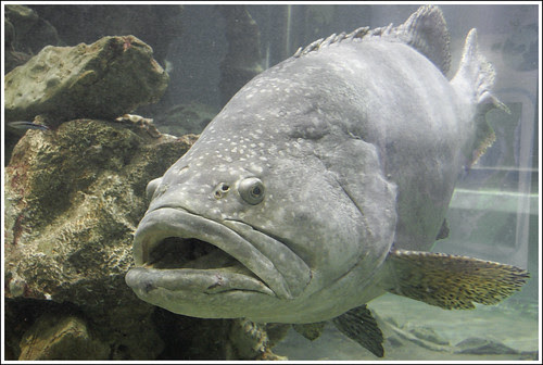 Grouper at Phuket Aquarium