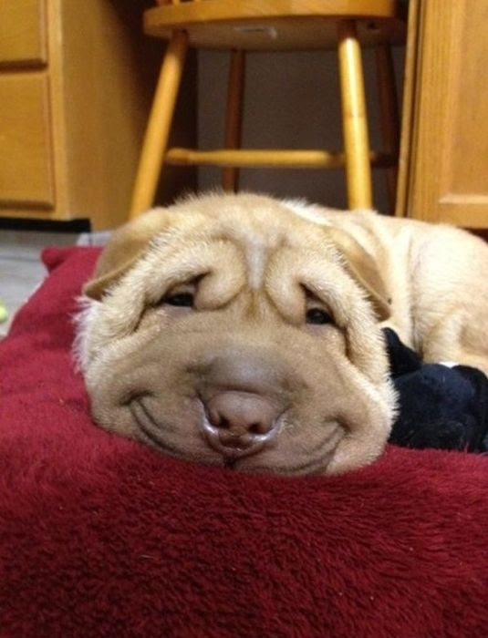動物画像無料 最高の顔 犬 面白い 画像