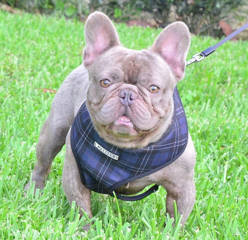 French Bulldogs for Sale