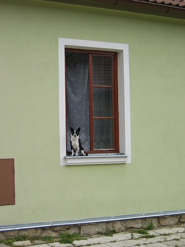 How much for that doggy in the window?