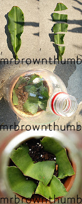 How To Propagate Eucomis Bulbs By Leaf Cuttings, Eucomis Bicolor