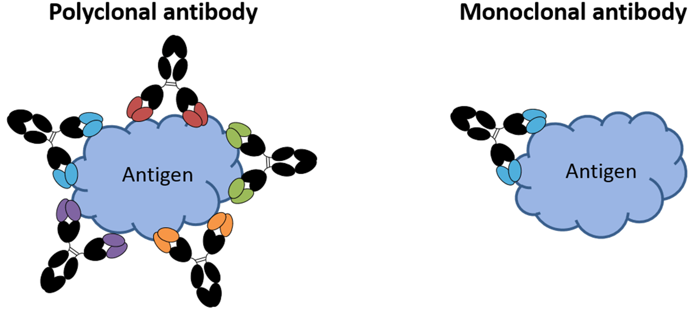 Antigen Vs Antibody Cartoon